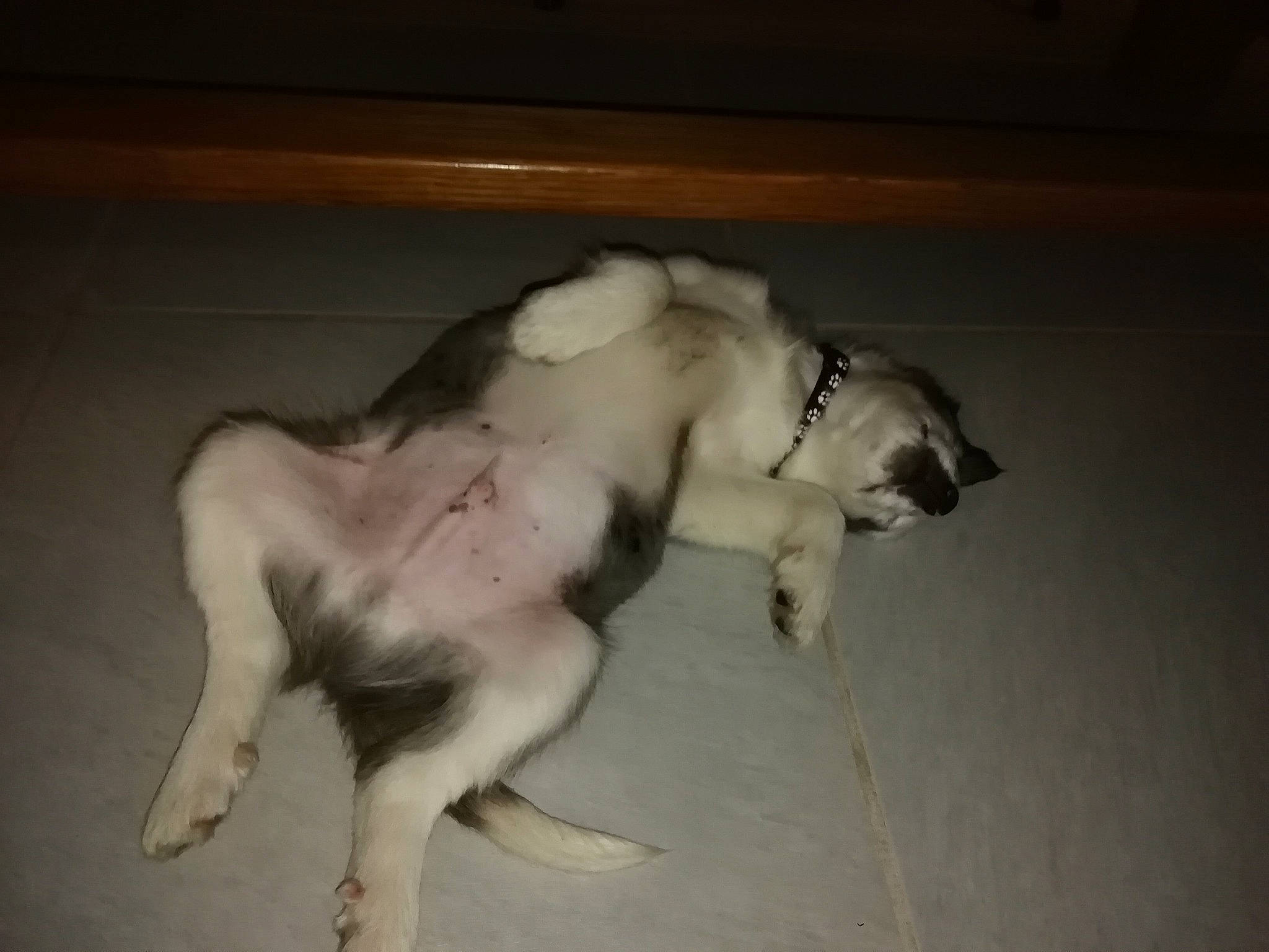 Scooby participe au concours pour gagner de l'argent avec cette photo : canidae, carnivore, companion_dog, dog, dog_breed, fawn, flooring, foot, fur, human_leg, non_sporting_group, paw, snout, sporting_group, tail, terrestrial_animal, whiskers, working_animal