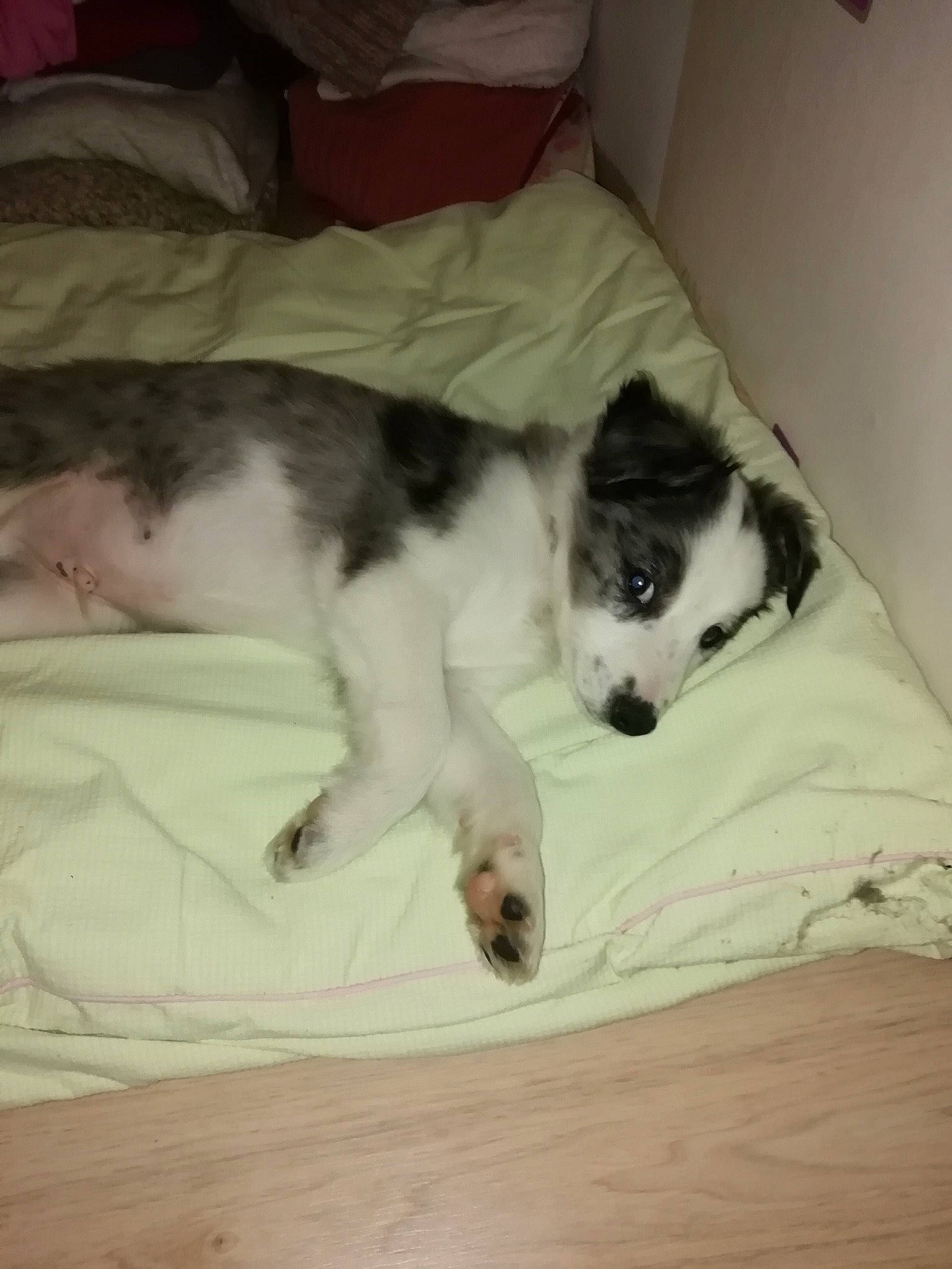 Scooby participe au concours pour gagner de l'argent avec cette photo : bed, carnivore, cloud, comfort, companion_dog, couch, dog, dog_breed, felidae, flooring, hardwood, linens, paw, small_to_medium_sized_cats, snout, sporting_group, tail, vertebrate, whiskers, working_animal