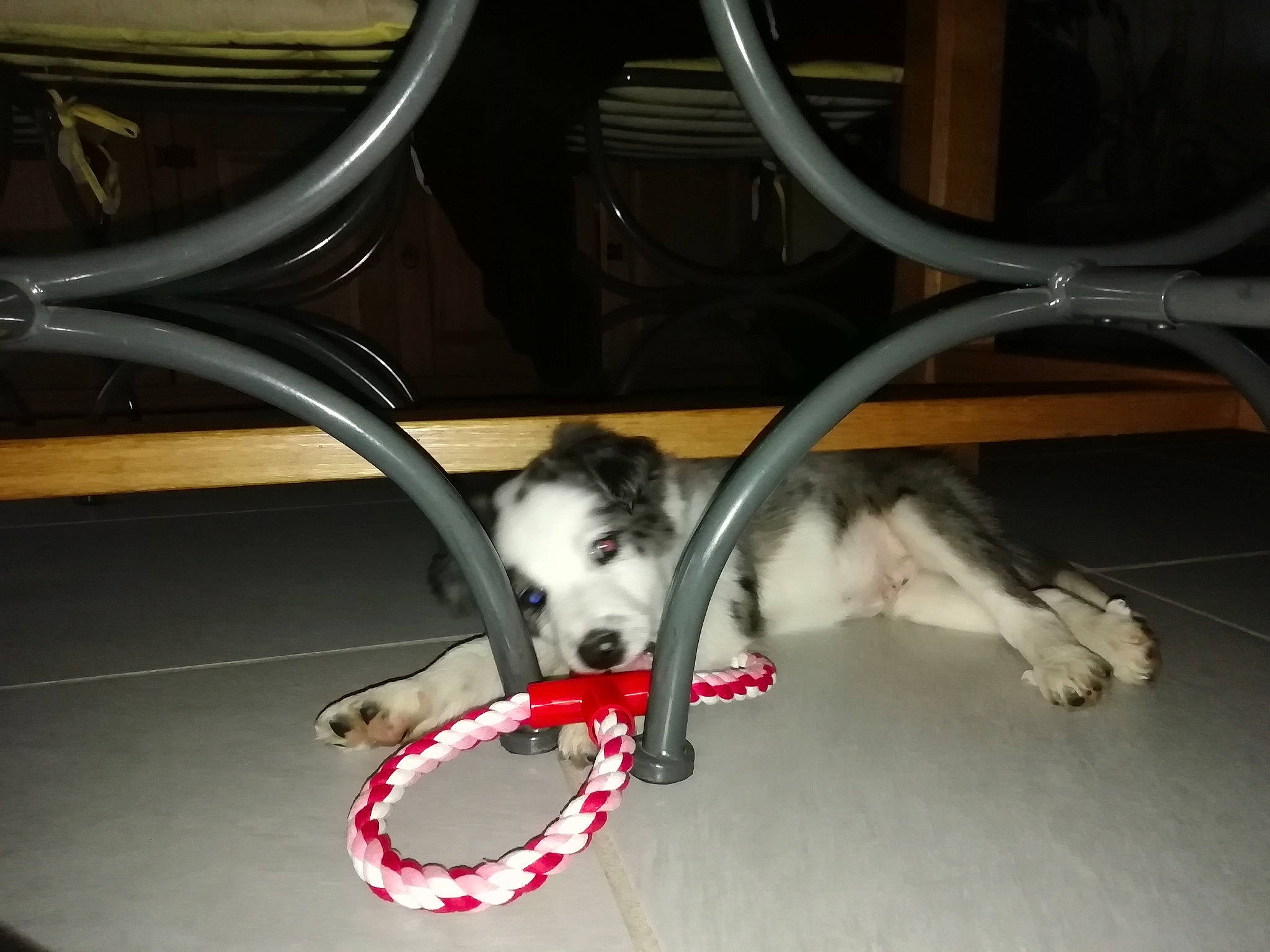 Scooby a rejoint le concours — aidez-le/la à gagner de superbes lots ! automotive_tire, bicycle_fork, bicycle_frame, bicycle_handlebar, bicycle_part, bicycle_tire, bumper, carnivore, collar, companion_dog, crankset, dog, dog_breed, felidae, fender, groupset, rim, small_to_medium_sized_cats, tail, whiskers