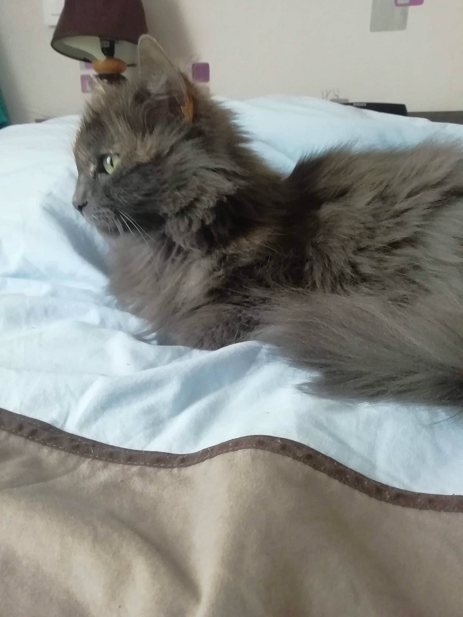 Betty a rejoint le concours — aidez-le/la à gagner de superbes lots ! bag, bed, bed_sheet, bedding, british_longhair, carnivore, cat, comfort, domestic_short_haired_cat, fawn, felidae, fur, grey, linens, maine_coon, nap, small_to_medium_sized_cats, tail, terrestrial_animal, whiskers