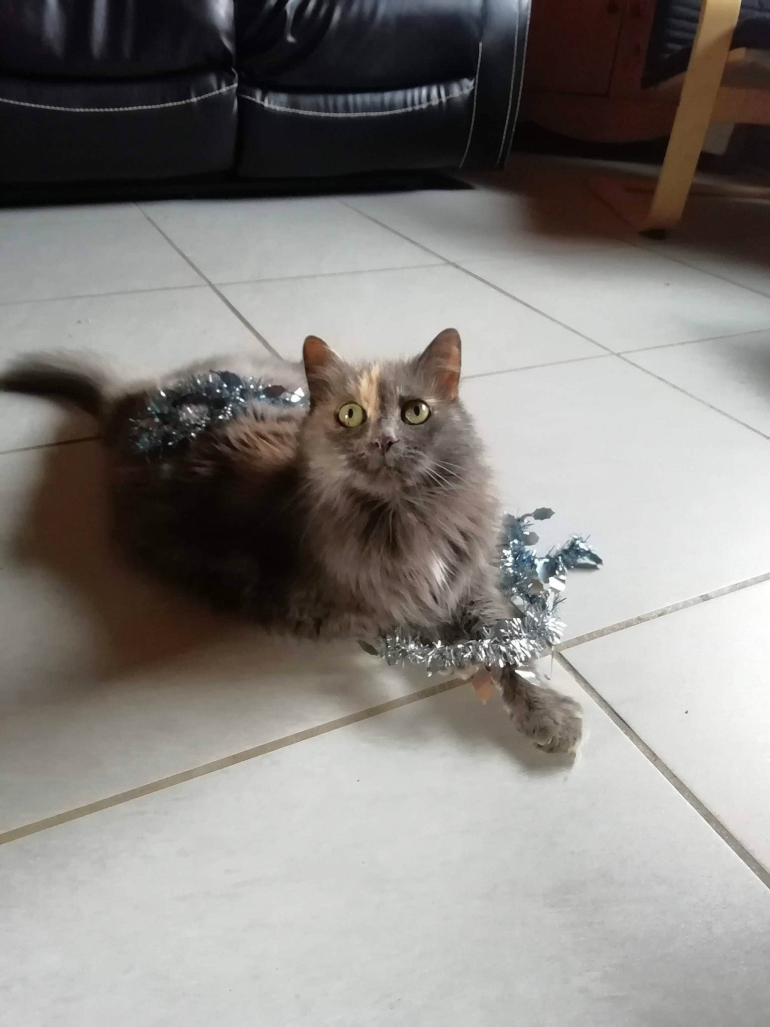 Betty a rejoint le concours — aidez-le/la à gagner de superbes lots ! carnivore, cat, claw, couch, domestic_short_haired_cat, fawn, felidae, floor, flooring, fur, grey, hardwood, paw, road_surface, small_to_medium_sized_cats, snout, studio_couch, tail, whiskers, wood