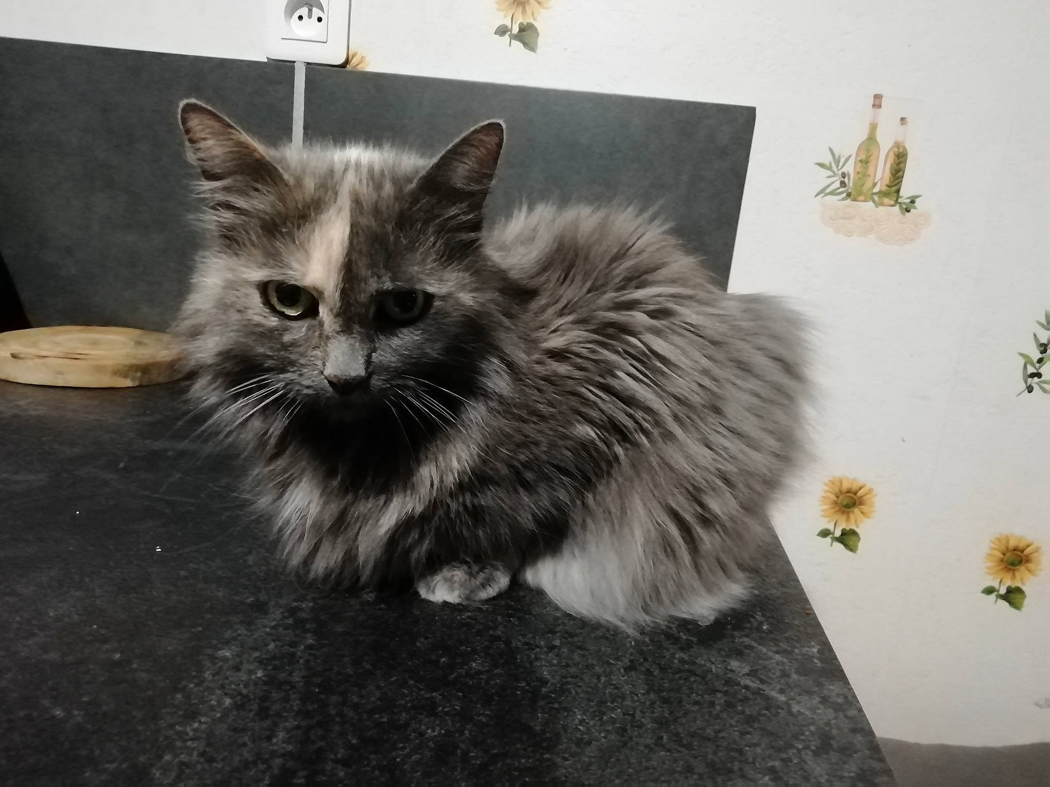 Betty participe au concours pour gagner de l'argent avec cette photo : art, british_longhair, carnivore, cat, claw, domestic_short_haired_cat, felidae, flooring, fur, grey, monochrome_photography, paw, picture_frame, small_to_medium_sized_cats, snout, tail, terrestrial_animal, visual_arts, whiskers, window