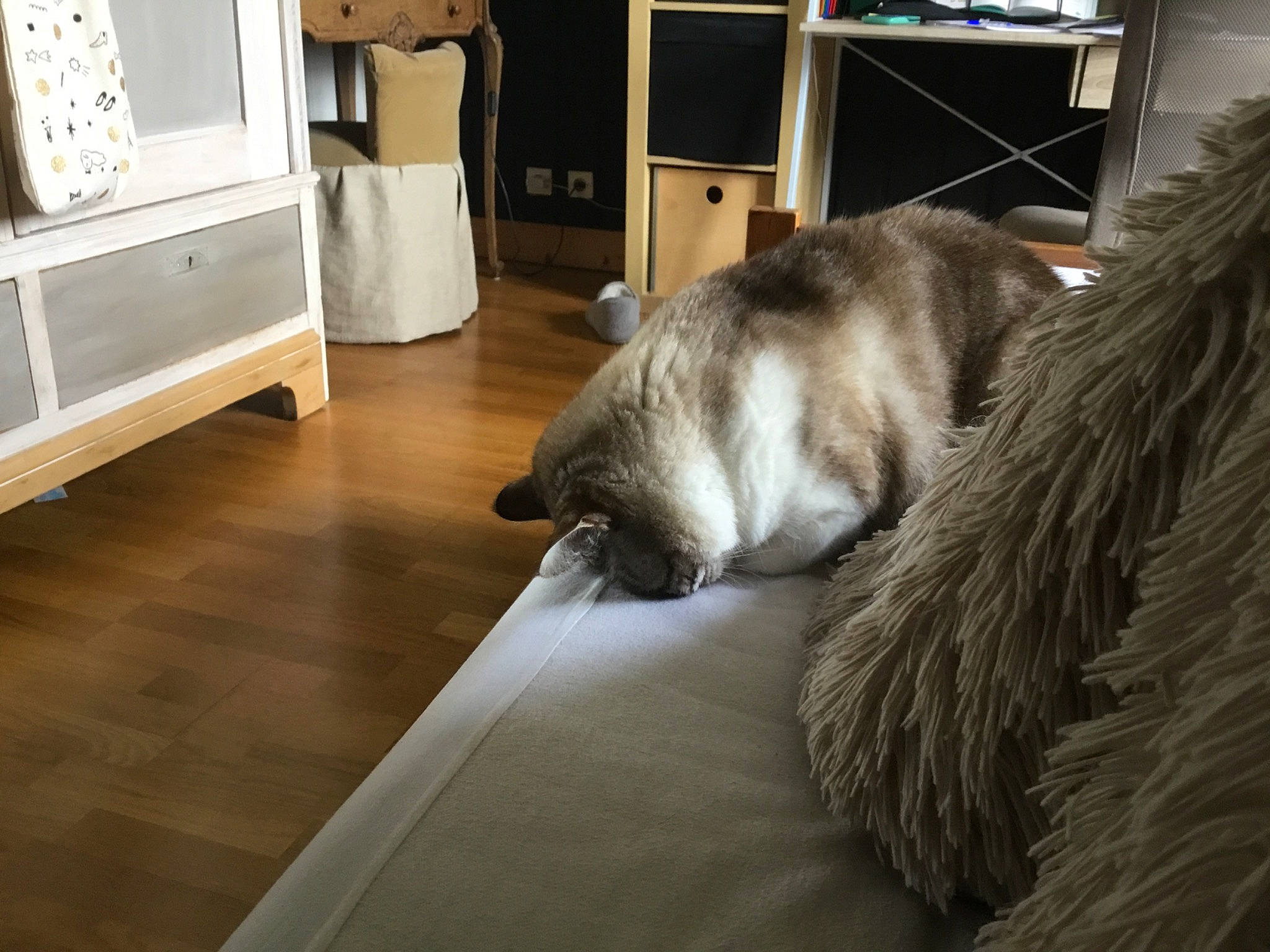 Hermine a rejoint le concours — aidez-le/la à gagner de superbes lots ! carnivore, comfort, companion_dog, cupboard, dog, dog_breed, fawn, felidae, floor, flooring, grey, hardwood, living_room, picture_frame, room, small_to_medium_sized_cats, tail, television, whiskers, wood