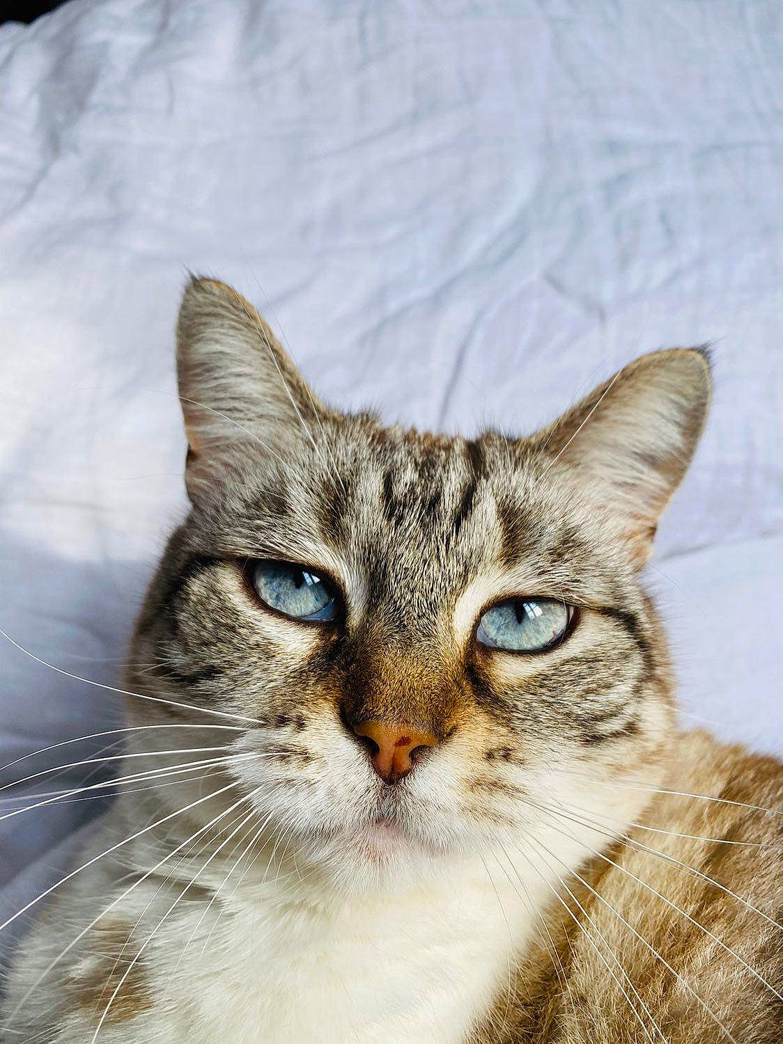 Hermine participe au concours pour gagner de l'argent avec cette photo : art, carnivore, cat, domestic_short_haired_cat, drawing, ear, felidae, fur, illustration, painting, small_to_medium_sized_cats, snout, terrestrial_animal, tree, whiskers, wildlife, window