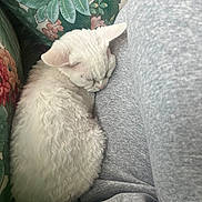 Max joined the competition — help win amazing prizes! cat, sleeping, curly_fur, white_cat, couch, floral_pattern, cushion, grey_sweatpants, close_up, indoor, pet, resting, cozy, feline, soft_texture, relaxation, domestic_animal, animal, companion, comfort