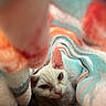 Max is registered to the contest to win money with this photo: cat, white_cat, blanket, soft_texture, colorful, pastel_colors, cozy, indoor, pet, feline, comfort, snug, resting, close_up, animal, cute, warm, fur, relaxed, home