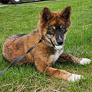 Chaos joined the competition — help win amazing prizes! alert, animal, blue_eyes, brown_fur, canine, close_up, dog, golf_ball, grass, leash, lying_down, nature, outdoor, pet, playing, puppy, resting, summer, white_paws, young_dog