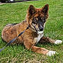 alert, animal, blue_eyes, brown_fur, canine, close_up, dog, golf_ball, grass, leash, lying_down, nature, outdoor, pet, playing, puppy, resting, summer, white_paws, young_dog