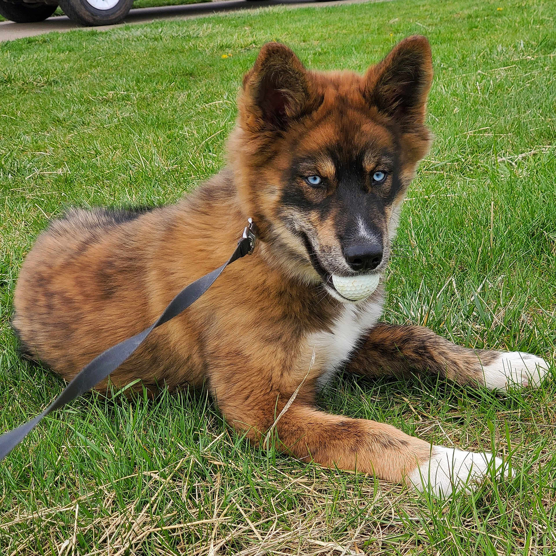 Chaos joined the competition — help win amazing prizes! alert, animal, blue_eyes, brown_fur, canine, close_up, dog, golf_ball, grass, leash, lying_down, nature, outdoor, pet, playing, puppy, resting, summer, white_paws, young_dog