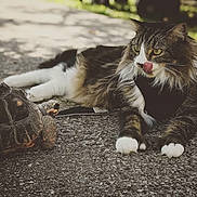Lobby joined the competition — help win amazing prizes! cat, tortoise, animal, outdoor, pavement, curious, fluffy, whiskers, closeup, nature, pet, leash, wildlife, reptile, mammal, texture, sunlight, shadow, interaction, tongue