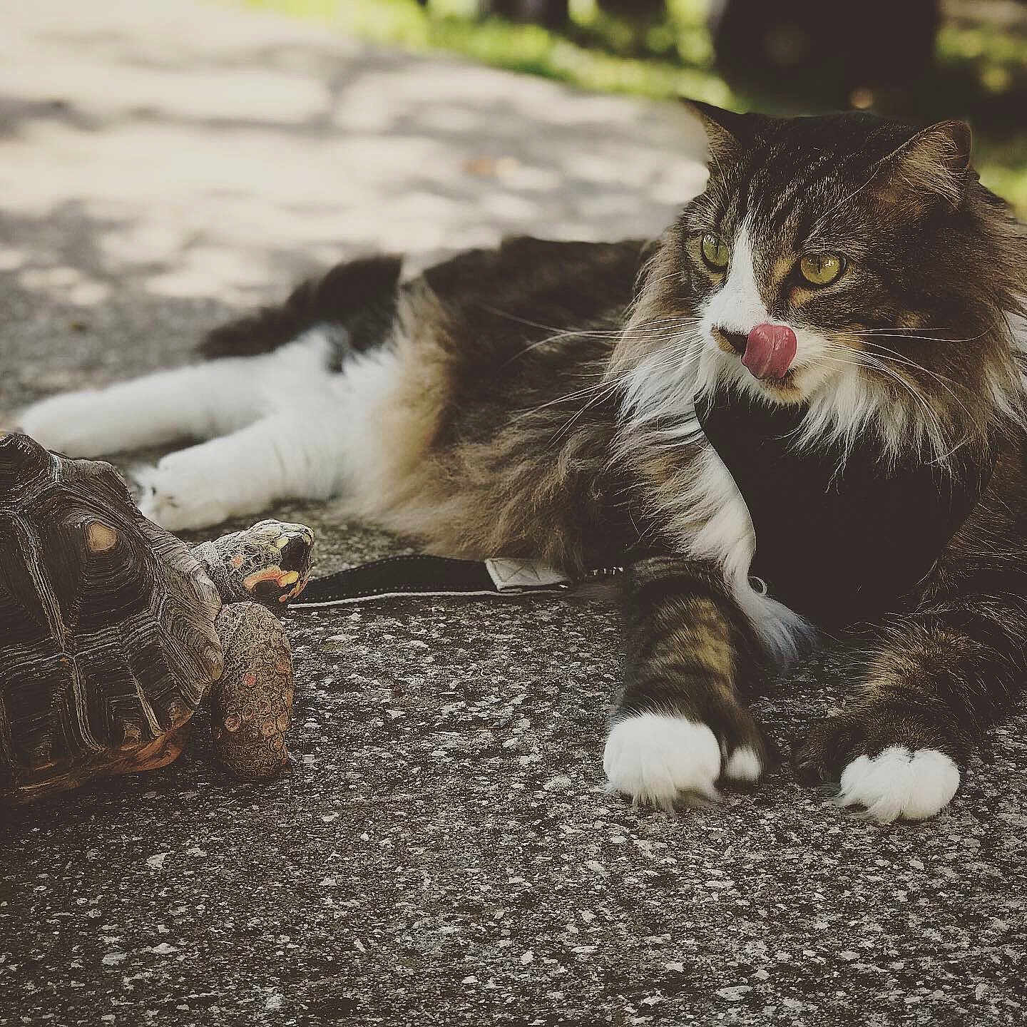 Lobby joined the competition — help win amazing prizes! cat, tortoise, animal, outdoor, pavement, curious, fluffy, whiskers, closeup, nature, pet, leash, wildlife, reptile, mammal, texture, sunlight, shadow, interaction, tongue