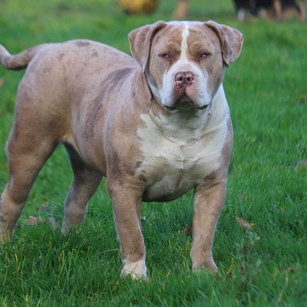 Tenessee a rejoint le concours — aidez-le/la à gagner de superbes lots ! alert, animal, brown_white_coat, canine, closeup, dog, ears, field, grass, green, lawn, muzzle, outdoors, park, paws, pet, portrait, short_hair, standing, stocky
