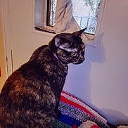 Chocolate is registered to the contest to win money with this photo: blanket, cat, collar, cozy, crocheted, curtain, domestic_animal, feline, fur, indoor, looking, pet, resting, shadow, side_profile, stuffed_animal, tortoiseshell, toy, wall, window