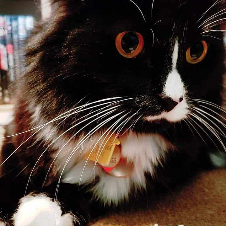Toby is registered to the contest to win money with this photo: cat, cat_like_mammal, domestic_short_haired_cat, eye, fauna, fur, kitten, small_to_medium_sized_cats, snout, whiskers