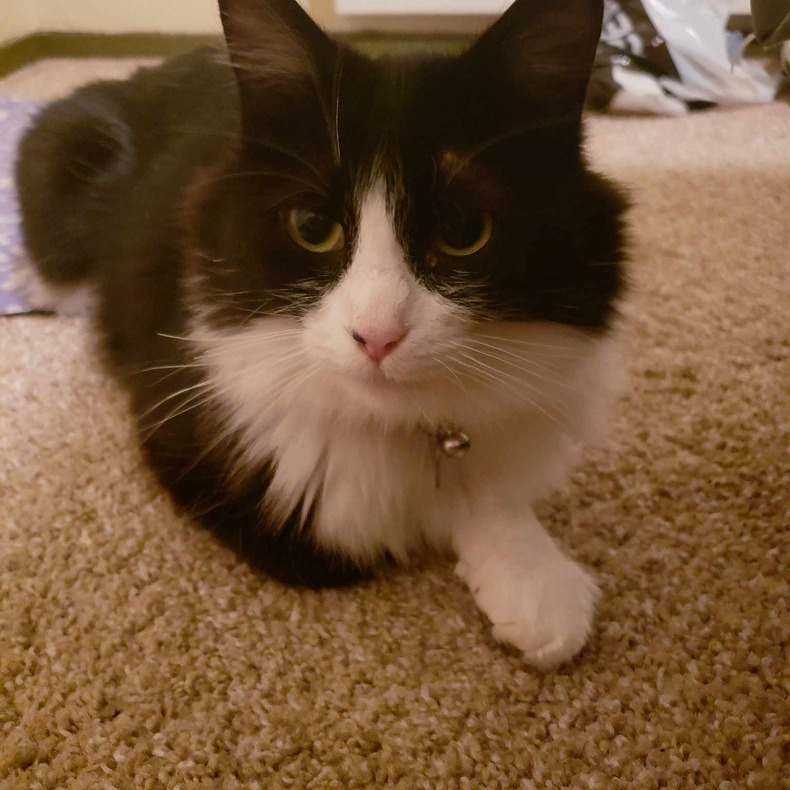 Pheobe