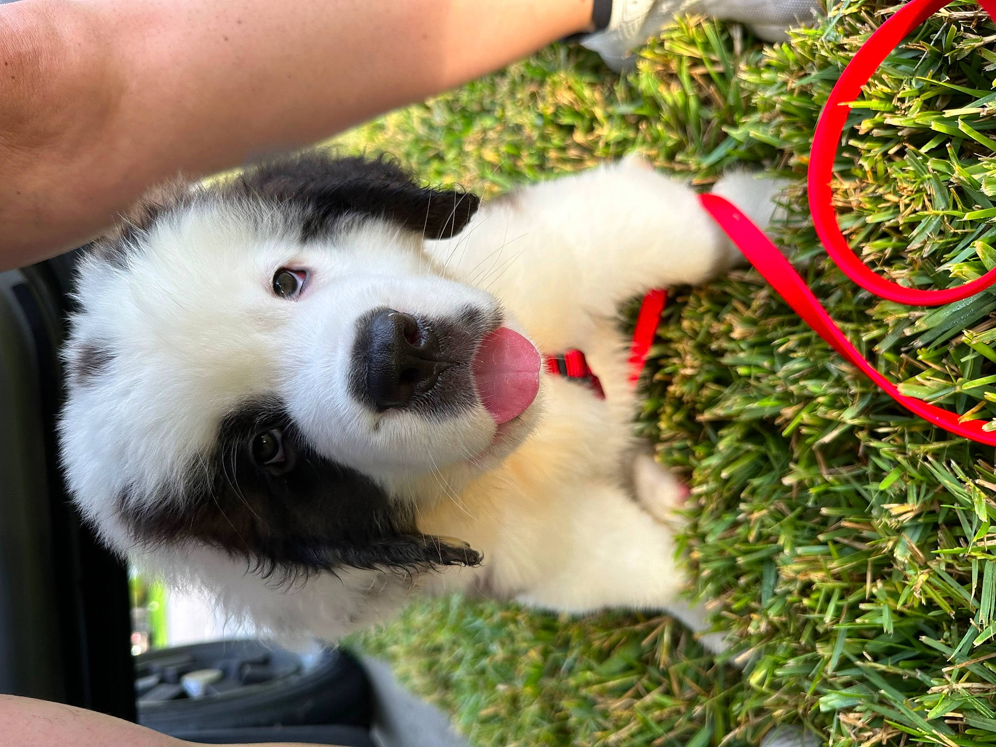 Leviathan is registered to the contest to win money with this photo: basket, canidae, carnivore, christmas_ornament, companion_dog, dog, dog_breed, event, fawn, foot, fur, grass, holiday, human_leg, people_in_nature, plant, snout, spitz, sporting_group, toy