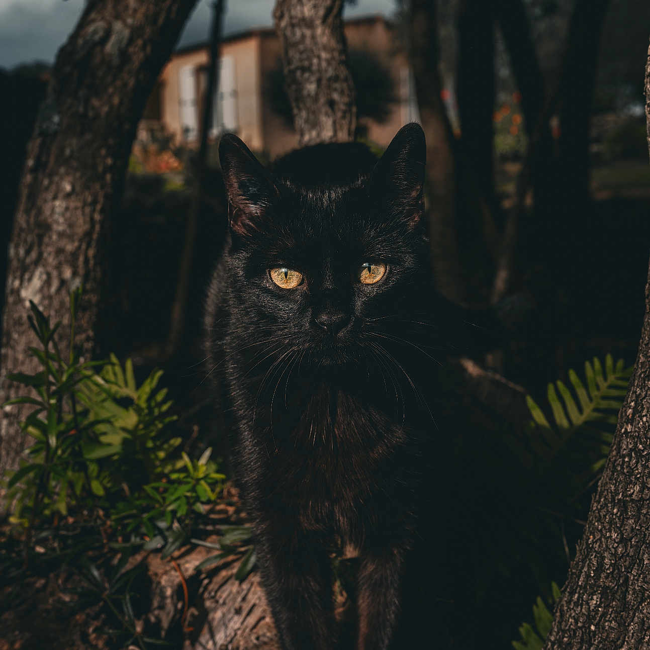 Mochi participe au concours pour gagner de l'argent avec cette photo : black_cat, animal, outdoor, tree, forest, nature, plant, greenery, tree_trunk, cat, feline, wildlife, mammal, eyes, stump, shadow, daylight, background, house, environment