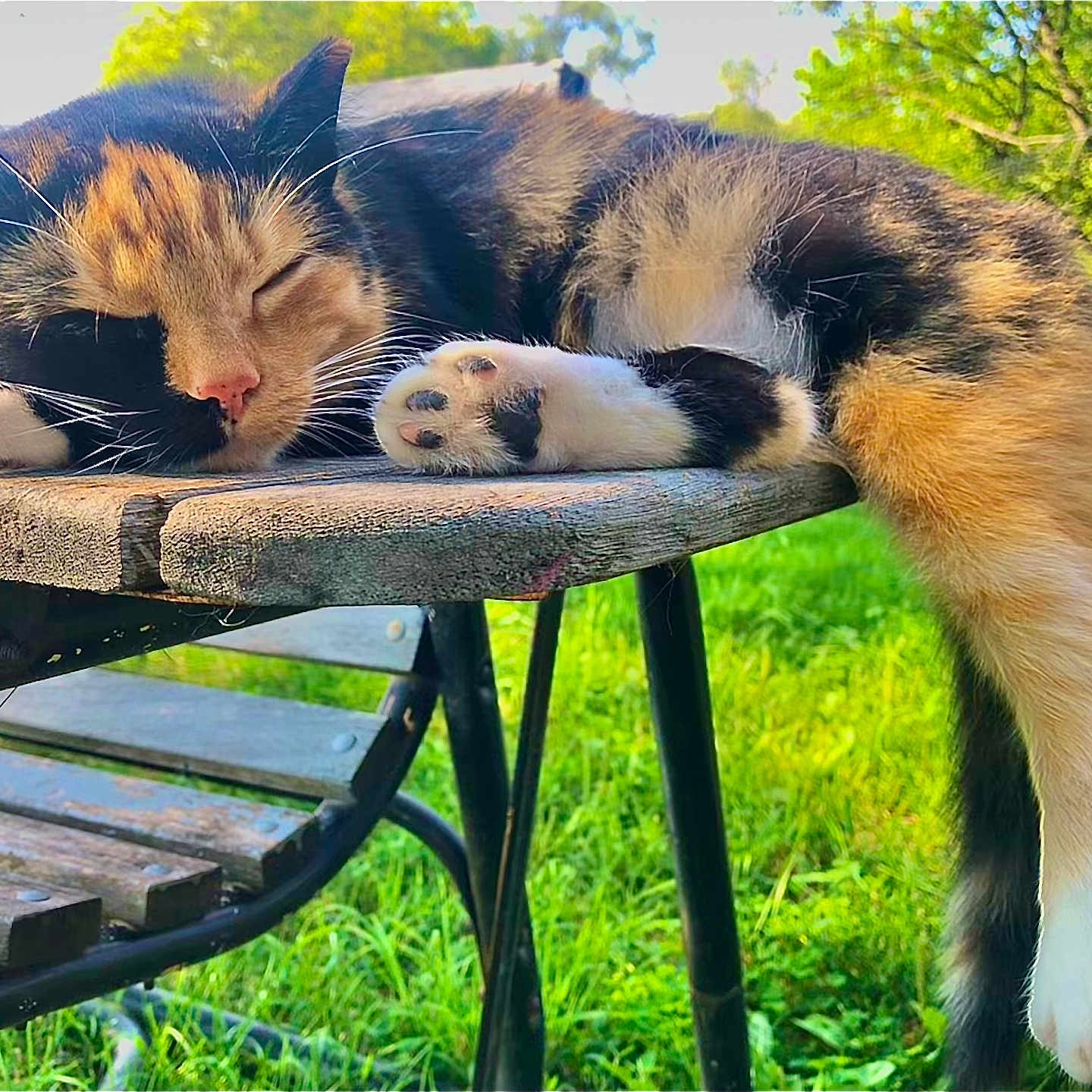 Tator Tot is registered to the contest to win money with this photo: animal, bench, cat, chair, furniture, grass, kitten, nature, outdoors, park, person, pet, plant, racket, rat, sleeping, sport, table, tennis, tennisracket