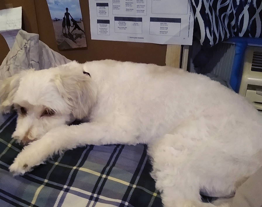 Butterscotch joined the competition — help win amazing prizes! canidae, carnivore, companion_dog, dog, dog_breed, dog_supply, fur, giant_dog_breed, plaid, small_terrier, snout, sporting_group, tartan, terrier, textile, vertebrate, working_animal