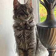 Joey joined the competition — help win amazing prizes! cat, tabby, fluffy_fur, collar, bell, windowsill, lamp, indoor, curious, pet, animal, feline, gray, whiskers, ears, sitting, houseplant, decor, daylight, window