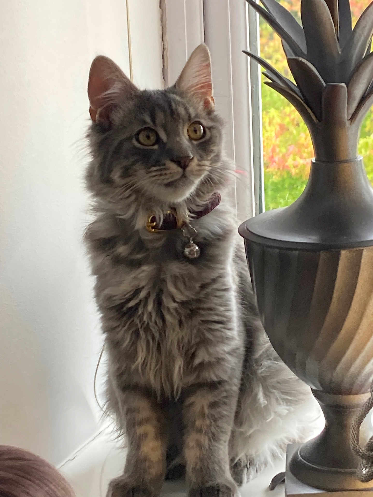 Joey joined the competition — help win amazing prizes! cat, tabby, fluffy_fur, collar, bell, windowsill, lamp, indoor, curious, pet, animal, feline, gray, whiskers, ears, sitting, houseplant, decor, daylight, window