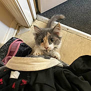 Piper is registered to the contest to win money with this photo: kitten, cat, indoor, floor, doorway, paws, curious, playful, animal, pet, feline, fur, small, young, climbing, person, clothing, bag, home, cute