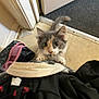 kitten, cat, indoor, floor, doorway, paws, curious, playful, animal, pet, feline, fur, small, young, climbing, person, clothing, bag, home, cute