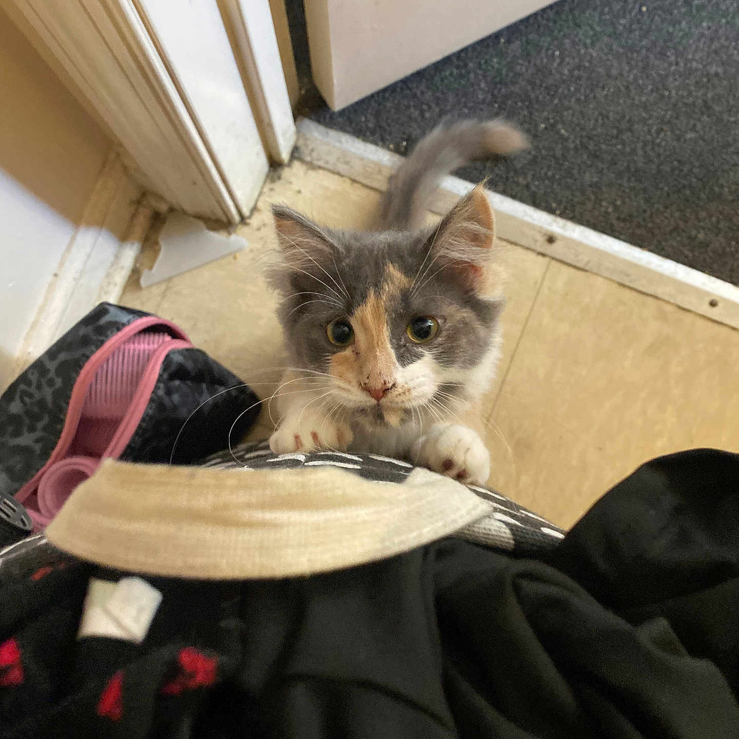 Piper is registered to the contest to win money with this photo: animal, bag, cat, climbing, clothing, curious, cute, doorway, feline, floor, fur, home, indoor, kitten, paws, person, pet, playful, small, young