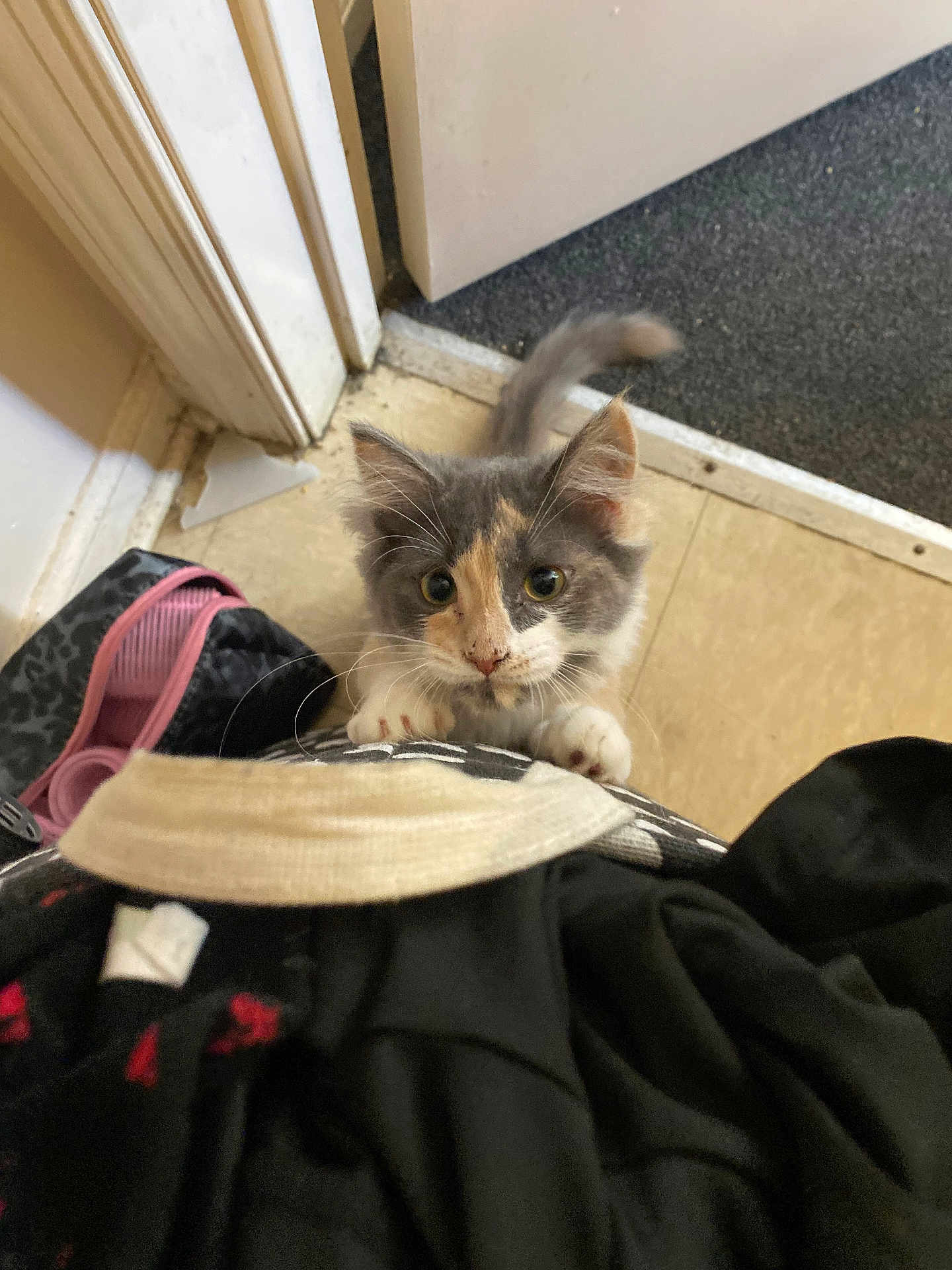 Piper is registered to the contest to win money with this photo: kitten, cat, indoor, floor, doorway, paws, curious, playful, animal, pet, feline, fur, small, young, climbing, person, clothing, bag, home, cute