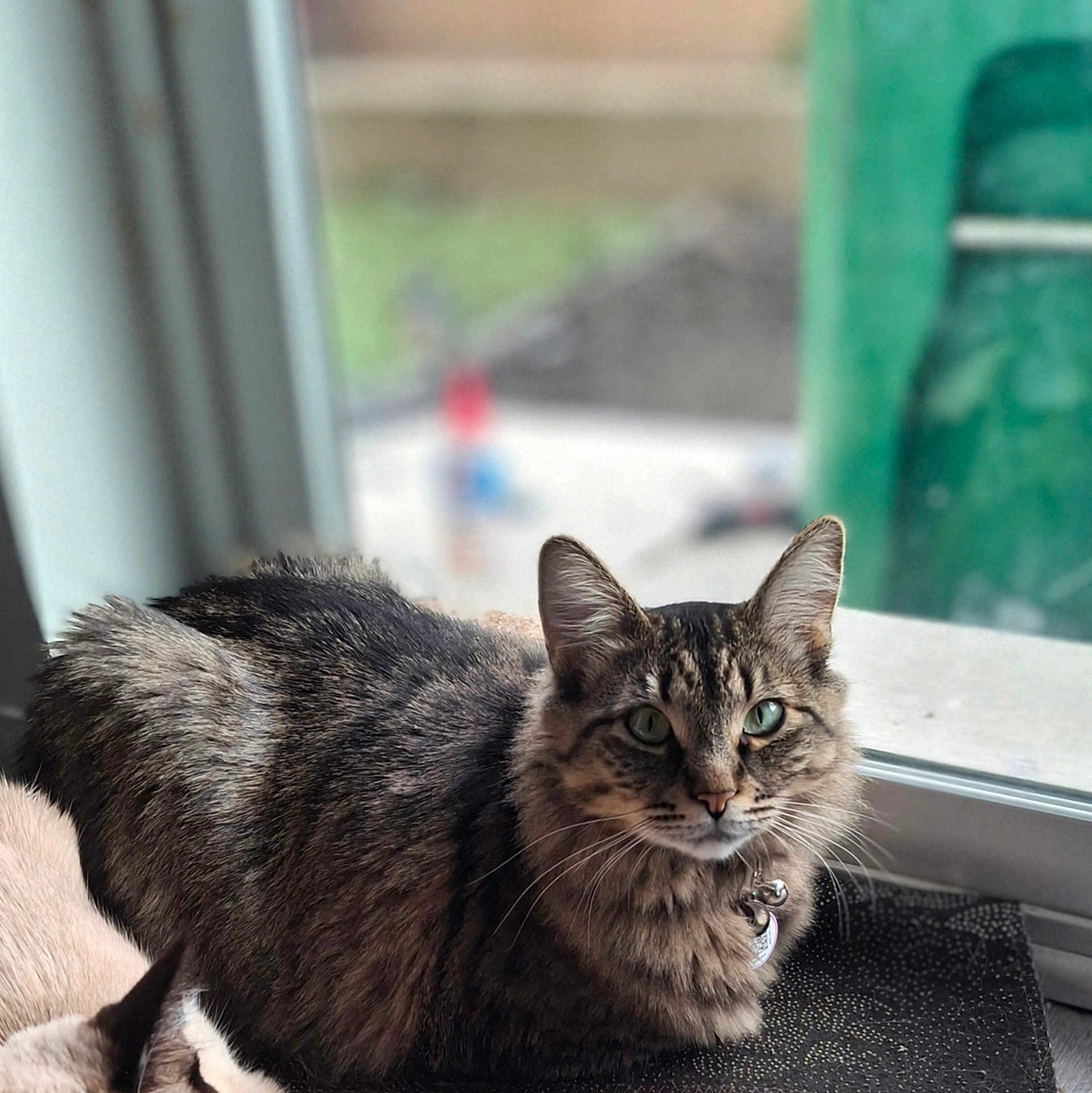 Plumette is registered to the contest to win money with this photo: cat, tabby, indoor, window, pet, animal, feline, fur, green_eyes, relaxed, looking, portrait, domestic, mammal, whiskers, collar, mat, resting, closeup, calm