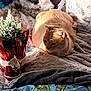 cat, orange_cat, pet, animal, blanket, soft_texture, fur, potted_plant, holiday_decor, santa_figurine, indoor, sunlight, cozy, resting, bed, fabric, colorful_bedspread, decor, christmas, relaxation