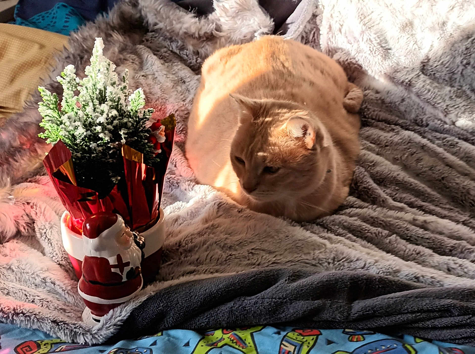 Asterix a rejoint le concours — aidez-le/la à gagner de superbes lots ! cat, orange_cat, pet, animal, blanket, soft_texture, fur, potted_plant, holiday_decor, santa_figurine, indoor, sunlight, cozy, resting, bed, fabric, colorful_bedspread, decor, christmas, relaxation
