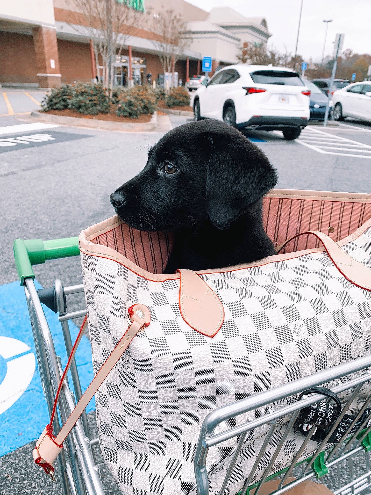 Rudy is registered to the contest to win money with this photo: automotive_exterior, automotive_lighting, automotive_tire, bag, bicycle_basket, bumper, car, carnivore, companion_dog, dog, dog_breed, dog_supply, hood, luggage_and_bags, motor_vehicle, plant, snout, tire, vehicle, wheel