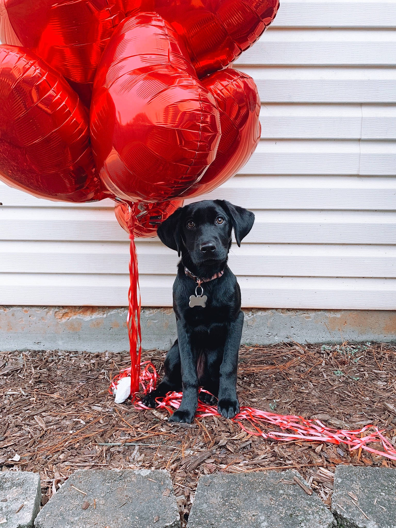 Rudy joined the competition — help win amazing prizes! art, balloon, carmine, carnivore, collar, companion_dog, dog, dog_breed, dog_collar, dog_supply, fashion_accessory, orange, personal_protective_equipment, red, sporting_group, tail, tints_and_shades, tree, window, working_animal