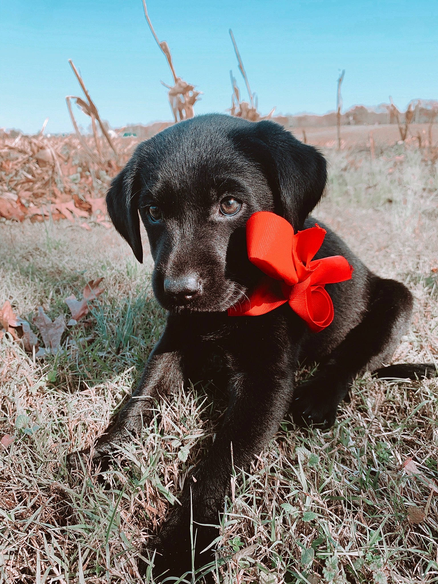 Rudy is registered to the contest to win money with this photo: adventure, borador, canidae, carnivore, companion_dog, dog, dog_breed, fawn, fur, grass, grassland, hat, labrador_retriever, landscape, plant, sky, snout, soil, sporting_group, working_animal