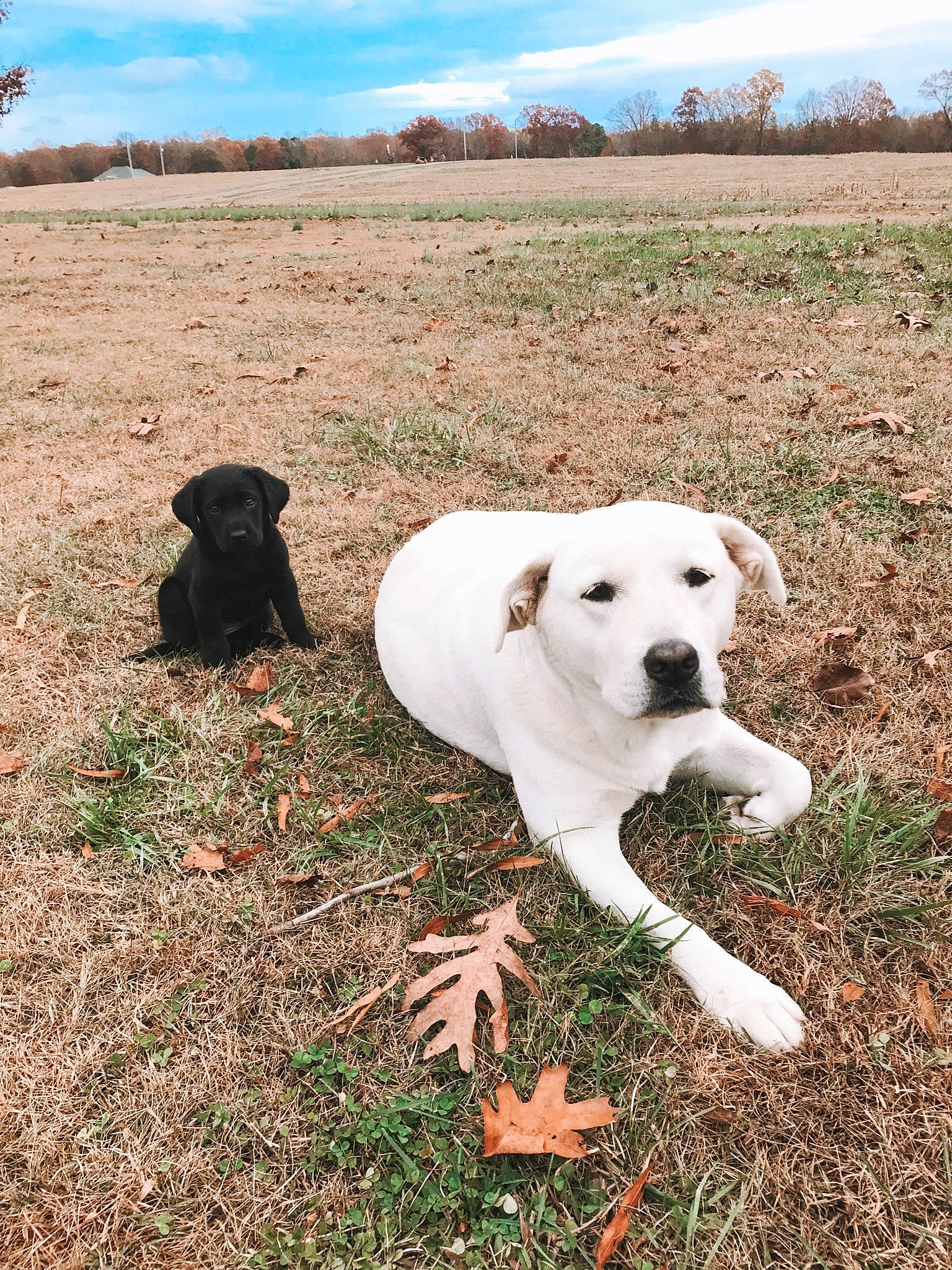 Rudy joined the competition — help win amazing prizes! canidae, carnivore, cloud, companion_dog, dog, dog_breed, fawn, field, grass, grassland, landscape, pasture, plant, prairie, sky, snout, soil, sporting_group, tree, working_animal