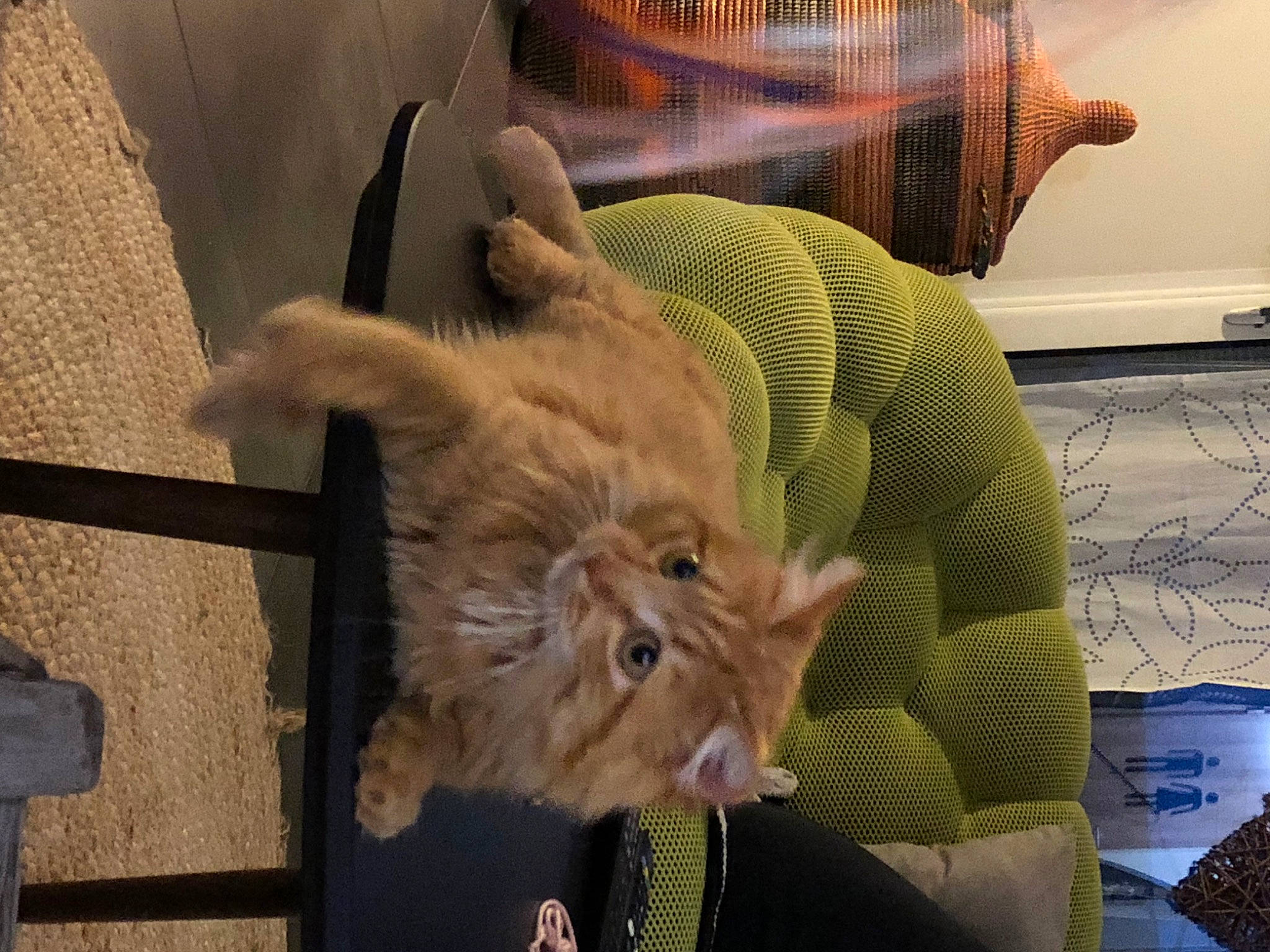 Rouky a rejoint le concours — aidez-le/la à gagner de superbes lots ! canidae, carnivore, cat, claw, comfort, companion_dog, dog_breed, domestic_short_haired_cat, fawn, felidae, fur, liver, small_to_medium_sized_cats, snout, sporting_group, tail, terrestrial_animal, whiskers, wood, wrinkle