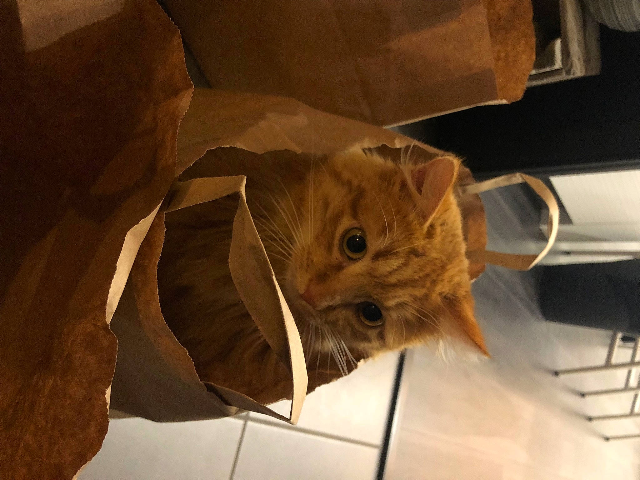 Rouky a rejoint le concours — aidez-le/la à gagner de superbes lots ! carnivore, cat, ceiling, chair, domestic_short_haired_cat, fawn, felidae, fur, paper_bag, paper_product, shadow, shipping_box, small_to_medium_sized_cats, snout, tail, tints_and_shades, tire, wheel, whiskers, wood