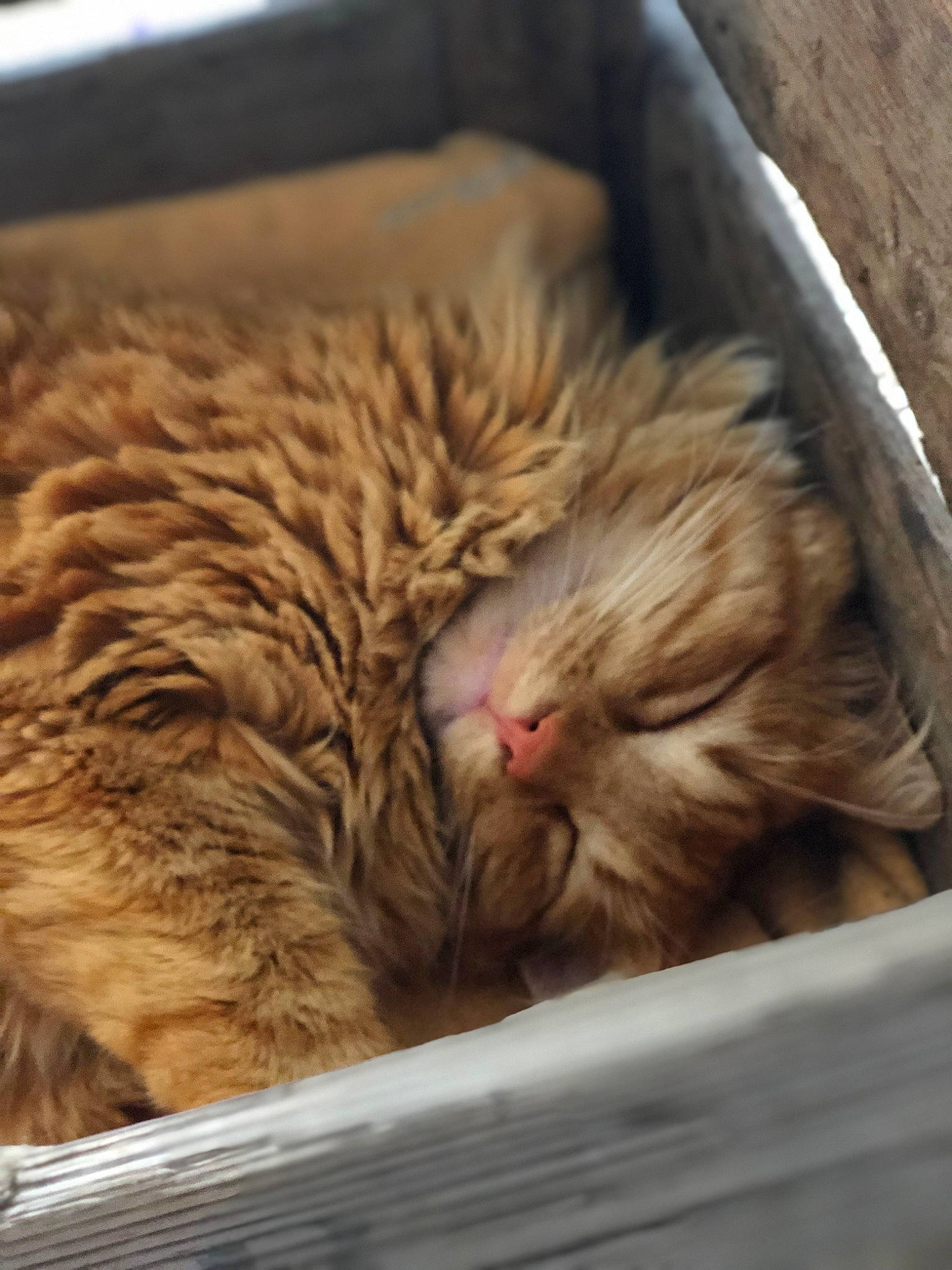 Rouky participe au concours pour gagner de l'argent avec cette photo : carnivore, cat, cat_supply, comfort, domestic_short_haired_cat, fawn, felidae, fur, nap, paw, sleep, small_to_medium_sized_cats, snout, terrestrial_animal, whiskers, wood