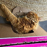 Rouky participe au concours pour gagner de l'argent avec cette photo : box, cardboard, carnivore, cat, comfort, domestic_short_haired_cat, fawn, felidae, flooring, fur, magenta, mammal, packaging_and_labeling, paper_product, rectangle, shipping_box, small_to_medium_sized_cats, tail, whiskers, wood