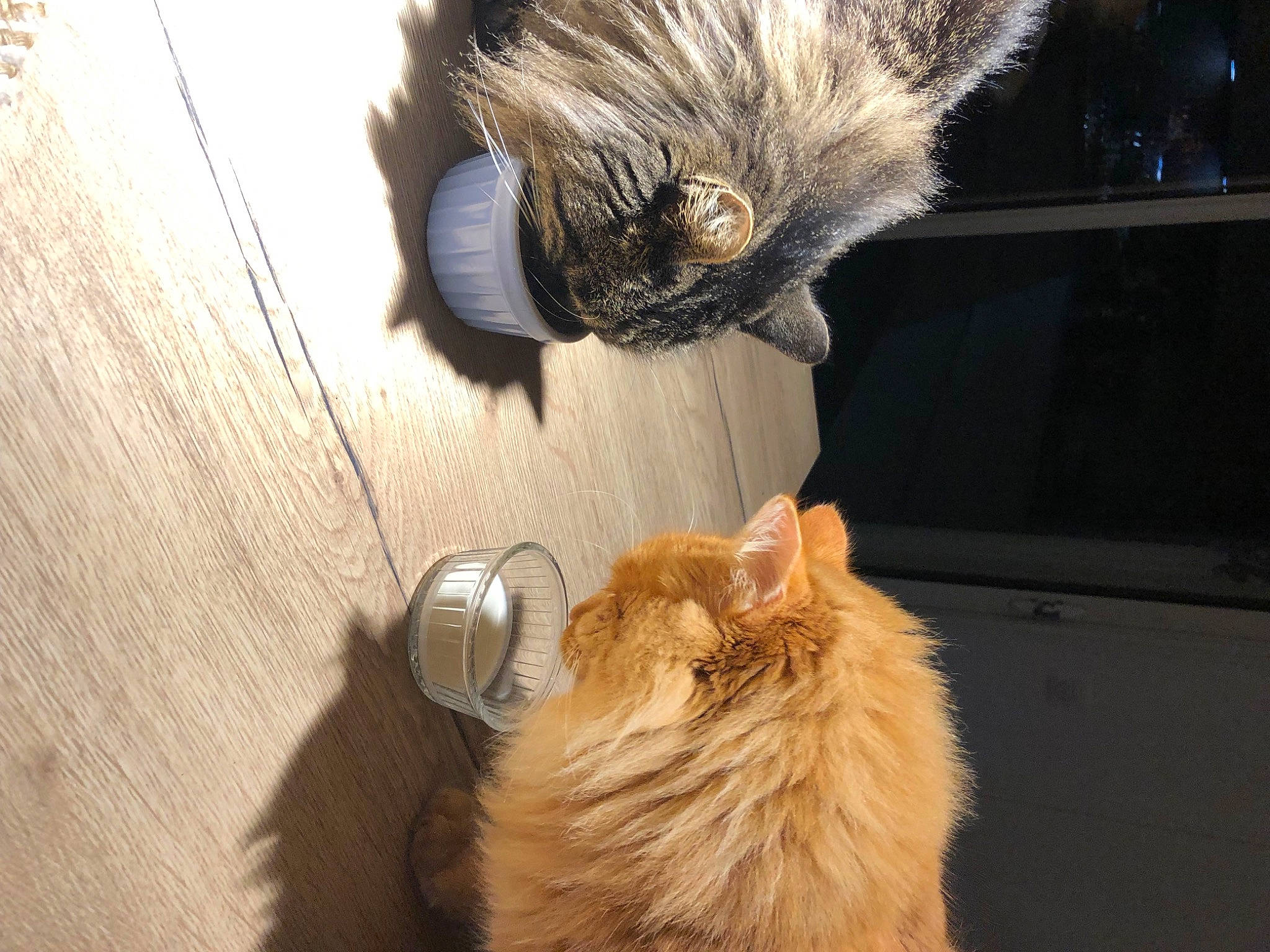 Chérie participe au concours pour gagner de l'argent avec cette photo : canidae, carnivore, cat, companion_dog, dog_breed, fawn, felidae, flooring, fur, hardwood, mammal, natural_material, small_to_medium_sized_cats, snout, sporting_group, tail, textile, vertebrate, whiskers, wood