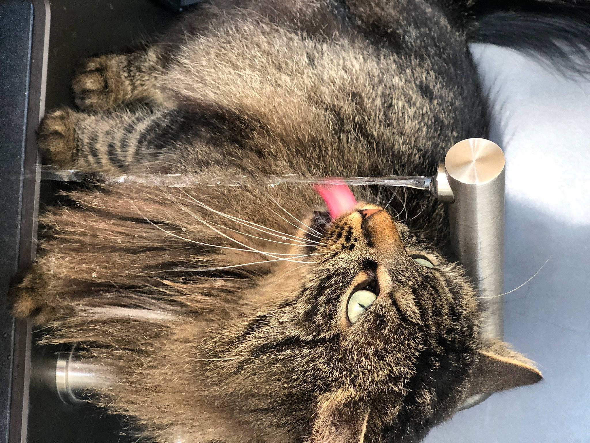 Chérie participe au concours pour gagner de l'argent avec cette photo : carnivore, cat, claw, domestic_short_haired_cat, drinking, felidae, fur, metal, paw, pet_supply, small_to_medium_sized_cats, snout, tail, terrestrial_animal, whiskers, wildlife, working_animal