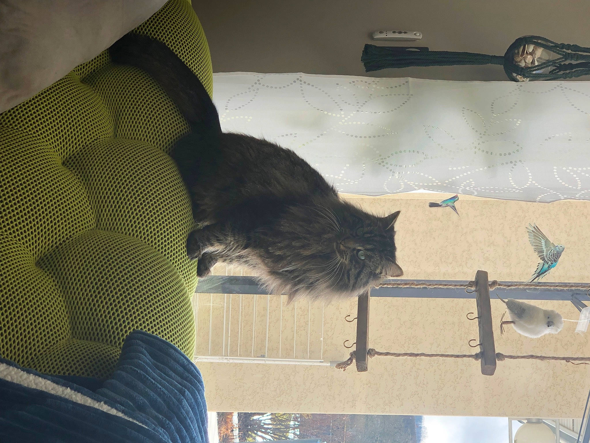 Chérie participe au concours pour gagner de l'argent avec cette photo : black_cat, bombay, carnivore, cat, comfort, couch, domestic_short_haired_cat, felidae, flooring, fur, grey, hardwood, room, shadow, sleeve, small_to_medium_sized_cats, tail, tints_and_shades, whiskers, wood