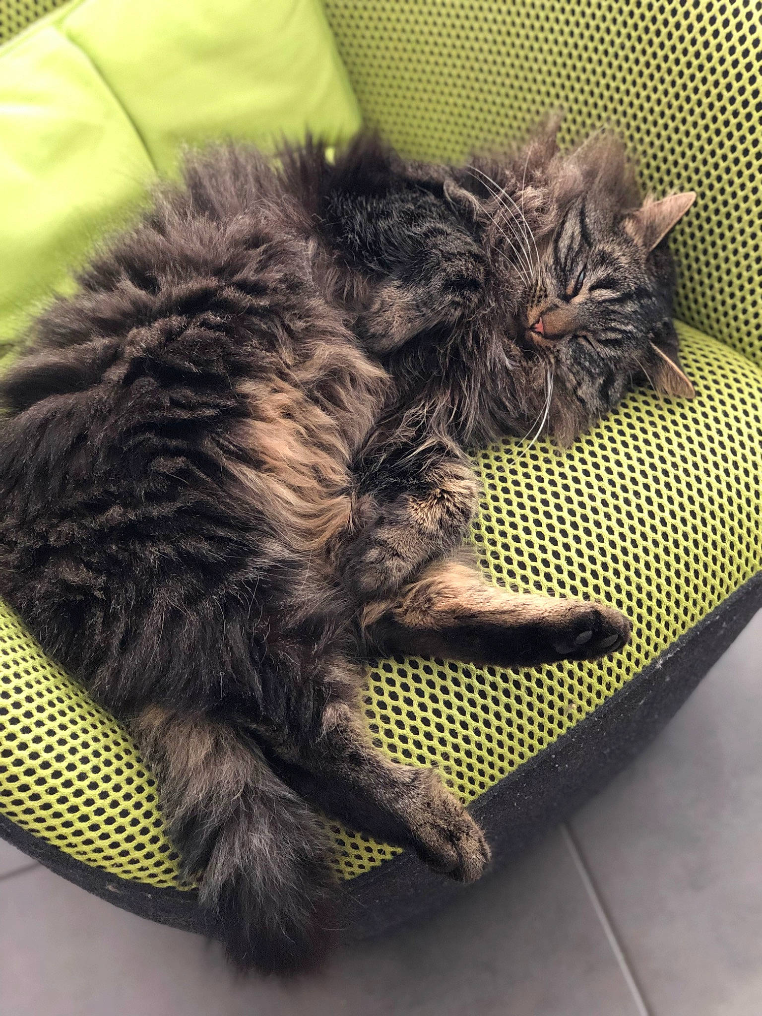 Chérie participe au concours pour gagner de l'argent avec cette photo : bag, black_cat, carnivore, cat, claw, comfort, domestic_short_haired_cat, felidae, foot, fur, human_leg, luggage_and_bags, metal, paw, sitting, small_to_medium_sized_cats, snout, tail, terrestrial_animal, whiskers