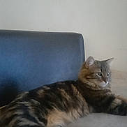 Milo a rejoint le concours — aidez-le/la à gagner de superbes lots ! cat, tabby, feline, pet, animal, indoor, resting, cushion, fur, whiskers, ears, paws, relaxed, mammal, side_view, striped, domestic, cute, calm, looking_away