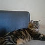 cat, tabby, feline, pet, animal, indoor, resting, cushion, fur, whiskers, ears, paws, relaxed, mammal, side_view, striped, domestic, cute, calm, looking_away