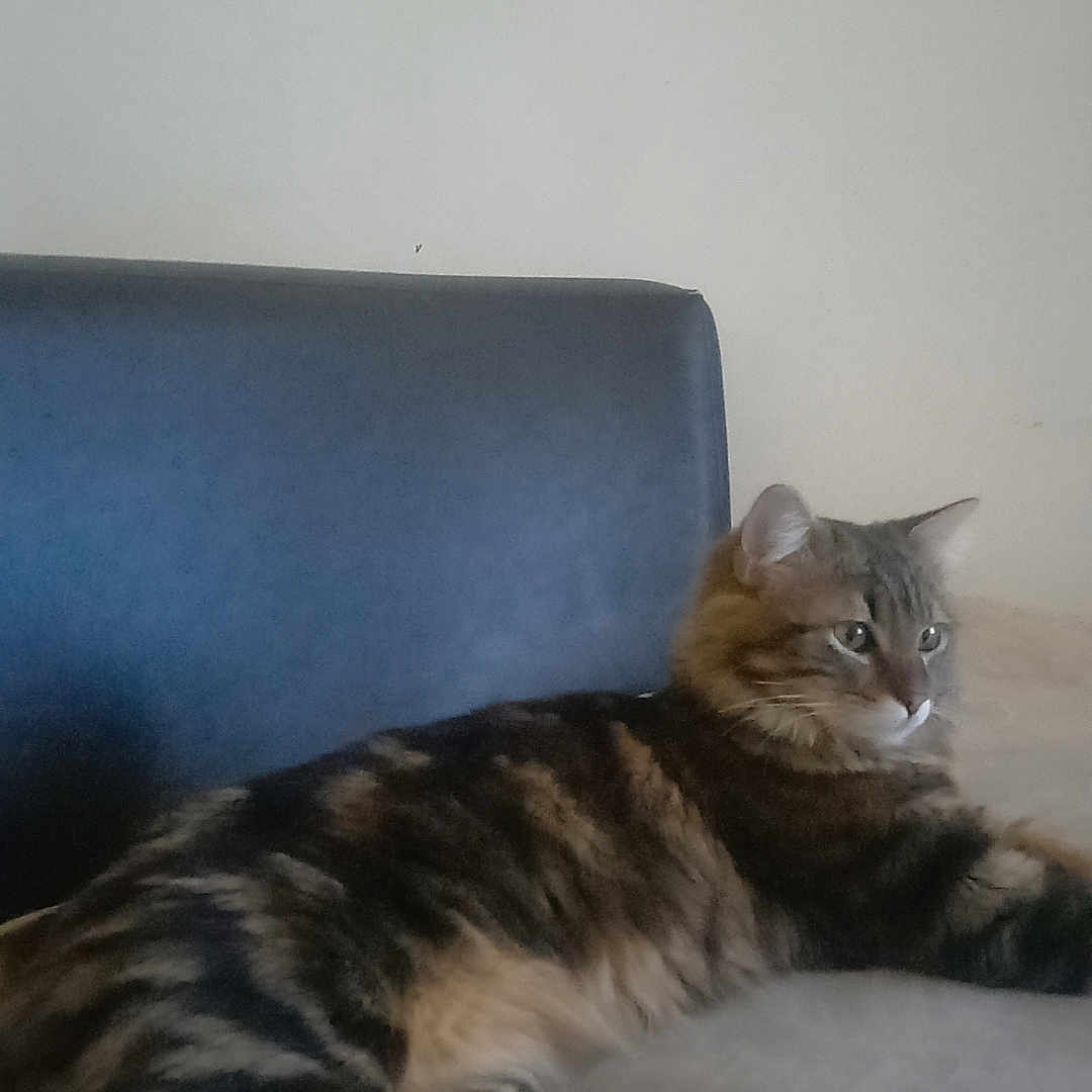 Milo a rejoint le concours — aidez-le/la à gagner de superbes lots ! animal, calm, cat, cushion, cute, domestic, ears, feline, fur, indoor, looking_away, mammal, paws, pet, relaxed, resting, side_view, striped, tabby, whiskers