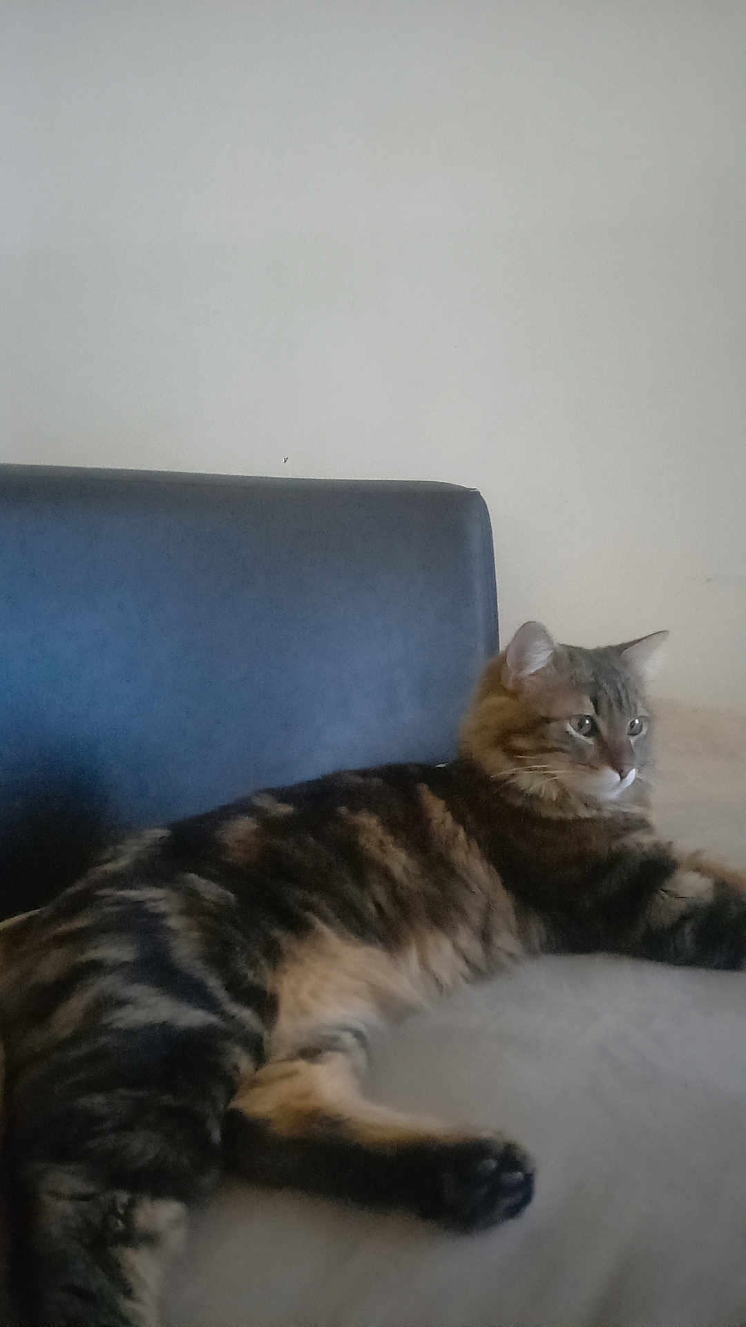 Milo a rejoint le concours — aidez-le/la à gagner de superbes lots ! cat, tabby, feline, pet, animal, indoor, resting, cushion, fur, whiskers, ears, paws, relaxed, mammal, side_view, striped, domestic, cute, calm, looking_away
