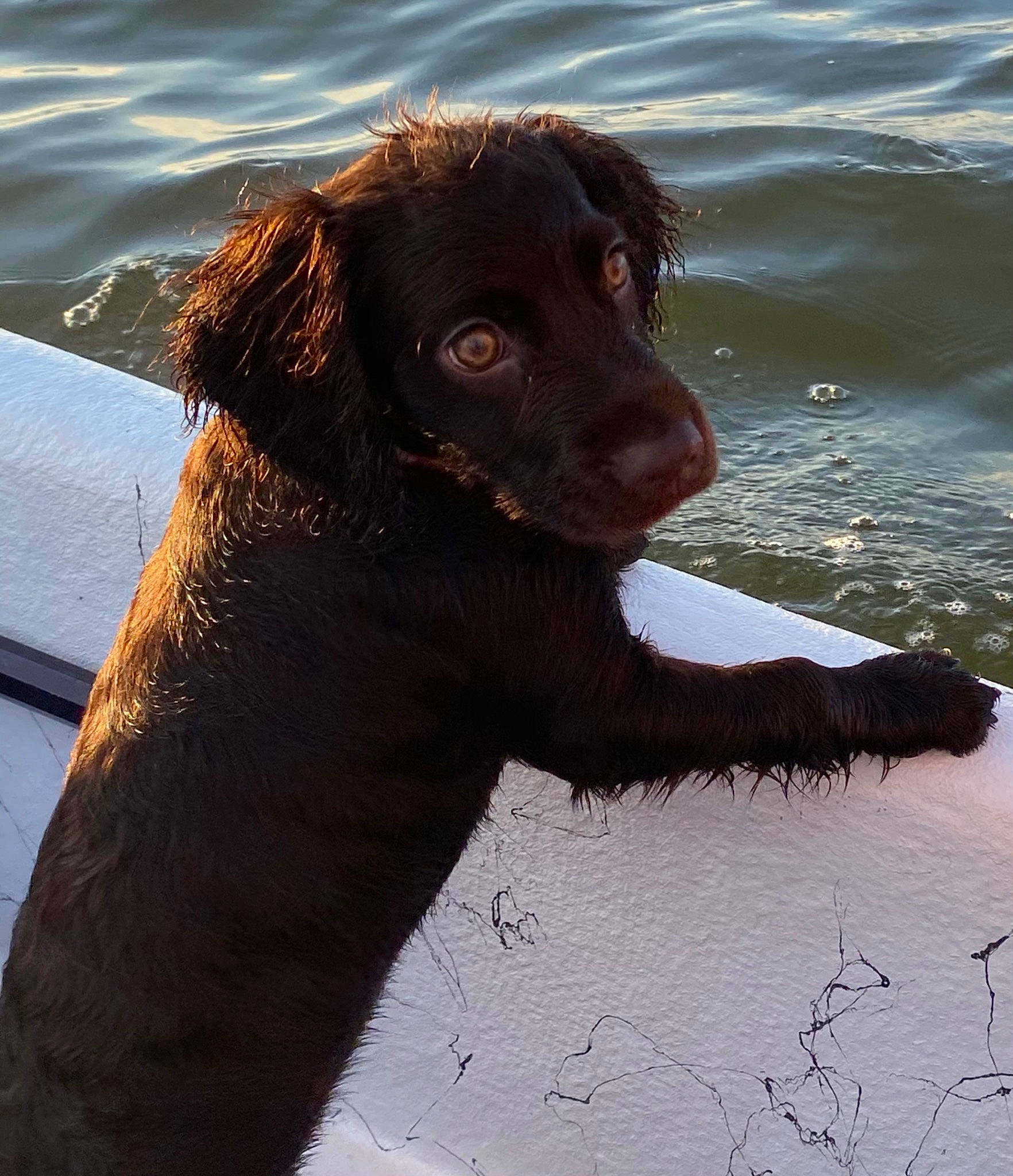 Tootsie Roll is registered to the contest to win money with this photo: boykin_spaniel, canidae, carnivore, companion_dog, dog, dog_breed, flat_coated_retriever, german_spaniel, hunting_dog, liver, rare_breed_dog, retriever, snout, spaniel, sporting_group, vertebrate