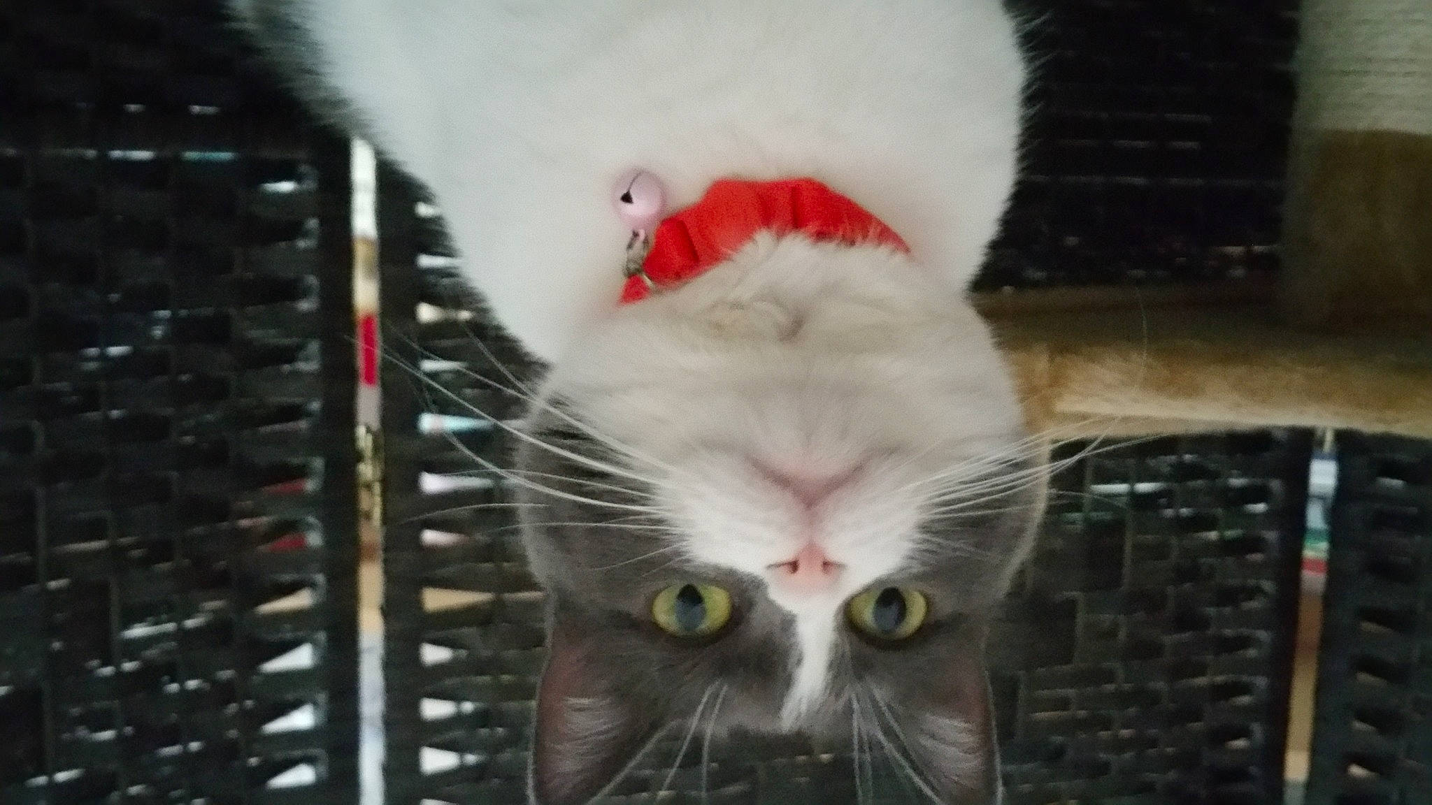 Gracie Lu joined the competition — help win amazing prizes! animal_shelter, cage, carnivore, cat, cat_supply, claw, domestic_short_haired_cat, felidae, fur, paw, pet_supply, small_to_medium_sized_cats, snout, tail, whiskers